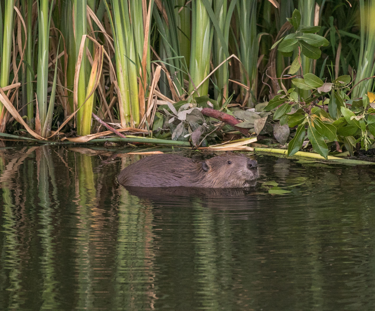 Beaver Lodge